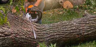 Best Tree Trimming and Pruning  in Richmond, MI