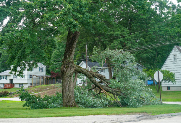 How Our Tree Care Process Works  in Richmond, MI